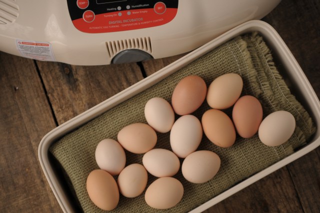 how to identify rotten eggs during incubation